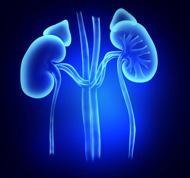 Illustration of kidneys on blue background. Human anatomy - Photo, Image