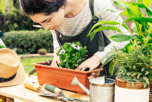 Donna giardiniere piantare alcune margherite in una pentola. Il concetto di giardinaggio. - Foto, immagini
