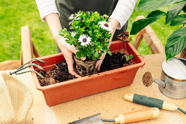 An unrecognizable person placing some daisies in a pot. Gardening concept. - Foto, Imagen