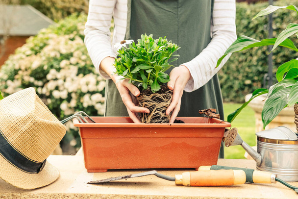 Front shot of an unrecognizable person placing some daisies in a pot. Gardening concept. - Fotoğraf, Görsel