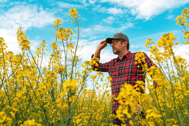 Confident and self-assured farm worker wearing red plaid shirt and trucker's hat standing in cultivated rapeseed field in bloom and looking over crops, selective focus - 写真・画像
