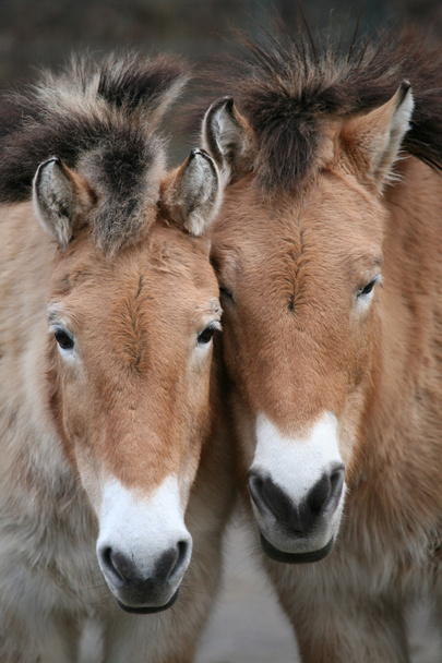 Kaksi Przewalskin hevosta.
 - Valokuva, kuva