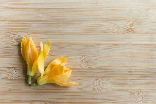 Two yellow colored plucked flowers on wooden background. These flowers are called as Michelia champaca also known as sonchampa which are very fragrant flowers used in perfumes. - Foto, imagen