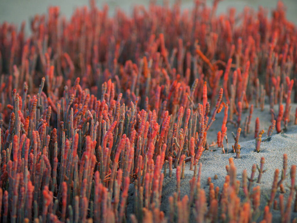Red glasswort growing luxuriantly on Nelson estuarine foreshore, New Zealand. - Fotoğraf, Görsel