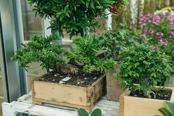 Wooden crates with small trees on table in garden center - Foto, Imagen