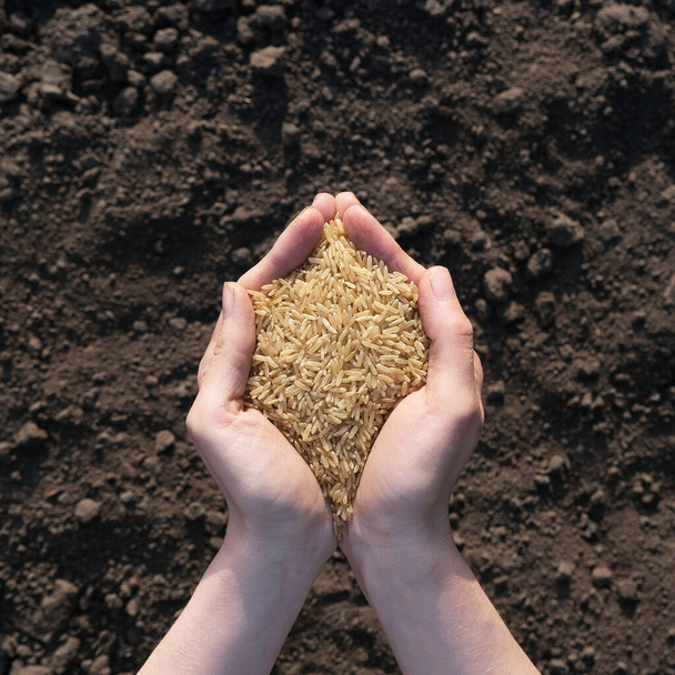Palmy plné rýže na pozadí černé země. Koncept sklizně, výsevu nebo zemědělství. Globální potravinová krize. - Fotografie, Obrázek
