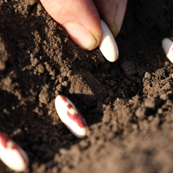 Close up on farmer hands planting bean seeds in the ground. Planting seeds in the ground. Sowing company or agriculture concept - Photo, Image