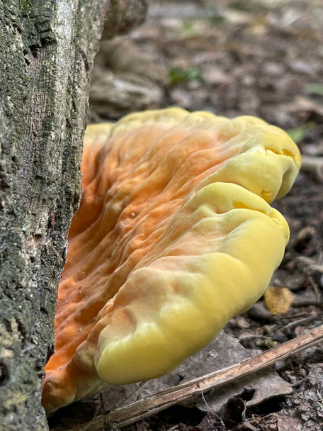 Primer plano vertical de los hongos laetiporus sulphureus amarillos que crecen en el bosque - Foto, Imagen