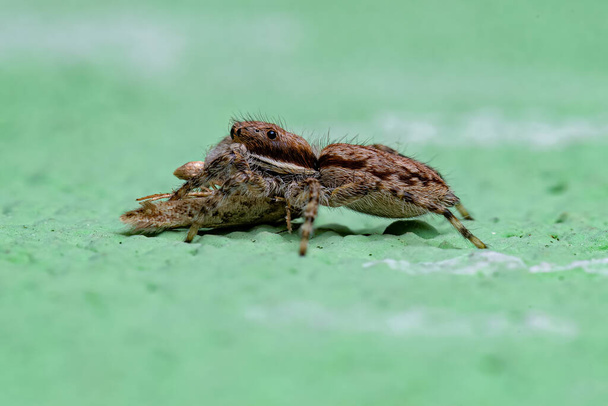 Küçük Gri Duvar Atlayan Örümcek Menemerus bivittatus bir güve avlıyor - Fotoğraf, Görsel