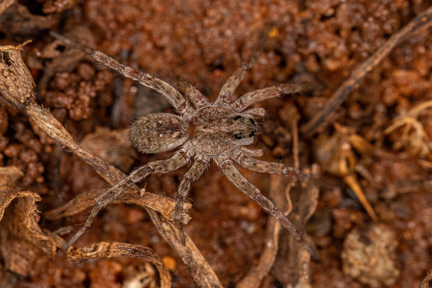 Piccoli lupi ragni della famiglia Lycosidae - Foto, immagini