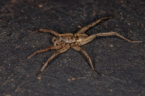 Small Wolf Spider of the Family Lycosidae - Photo, Image