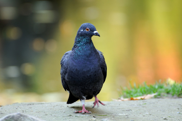Portrait of a pigeon. - Zdjęcie, obraz