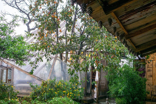 Rain dropping from Roof of Cafe with many Plants and Trees - Valokuva, kuva