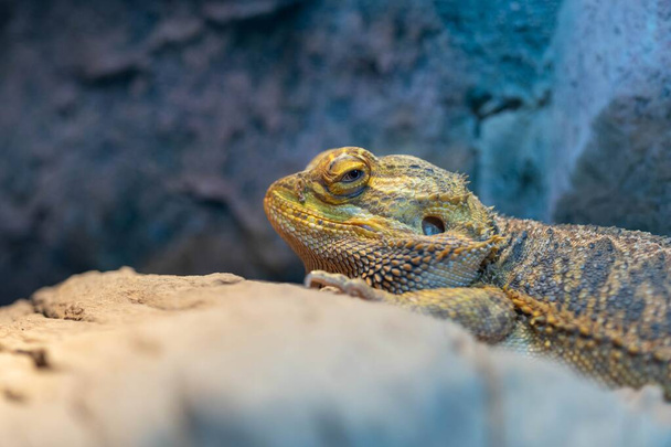 Central Bearded Dragon animal on the stone - Foto, Imagen