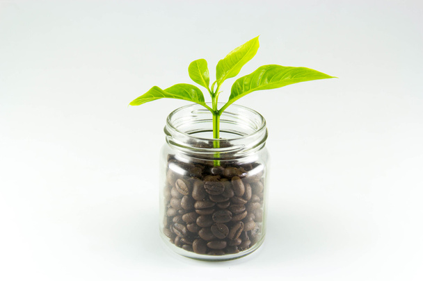 白い背景の上の緑の葉のボウル コーヒー豆 - 写真・画像
