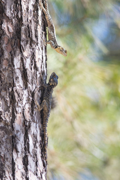Two lizards face to face on the pine tree - agama lizard sits in Turkey - Stellagama stellio, Antalya - Photo, image