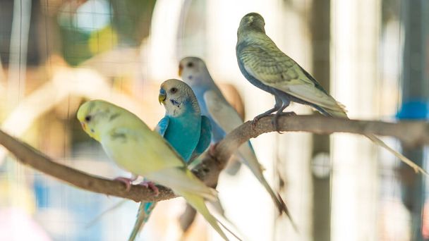 Група сонячних капустяних папуг на гілці - Фото, зображення
