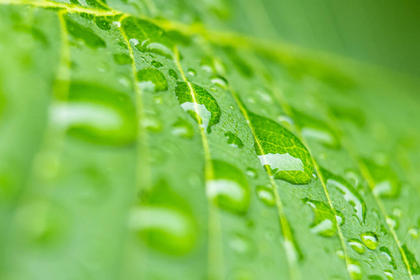Macro closeup του όμορφο φρέσκο πράσινο φύλλο με σταγόνα νερού στο φως του ήλιου το πρωί φόντο της φύσης. - Φωτογραφία, εικόνα