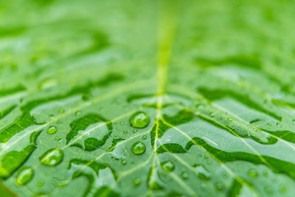 Макро крупный план Красивый свежий зеленый лист с каплей воды в утреннем солнечном свете природный фон. - Фото, изображение