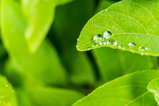 Macro close-up van Mooi fris groen blad met druppel water in de ochtend zonlicht natuur achtergrond. - Foto, afbeelding