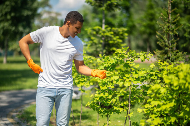Result. Smiling dark-skinned guy in protective gloves examining foliage of young trees in park on sunny day - Φωτογραφία, εικόνα