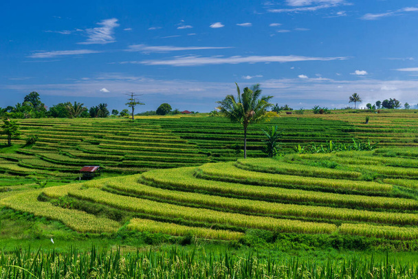 Hermosa vista de la mañana en Indonesia. vista panorámica de campos de arroz con hermosas terrazas en la montaña - Foto, imagen