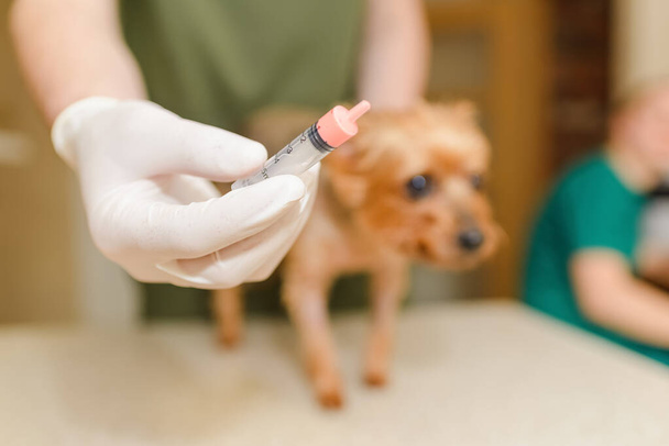 Pies terier Yorkshire u lekarza weterynarii, aby otrzymać leki przeciw szkodnikom trzymane przez personel medyczny w strzykawce, zbliżenie, selektywne skupienie. - Zdjęcie, obraz