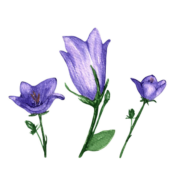 Campanula, branch with violet flower ballon Blume.Balloon flower,olatycodon, bluebells, Chinese bellflower.Set of flowers campanula flowers.Hand-painted illustration.Botanic, floral il - Foto, afbeelding
