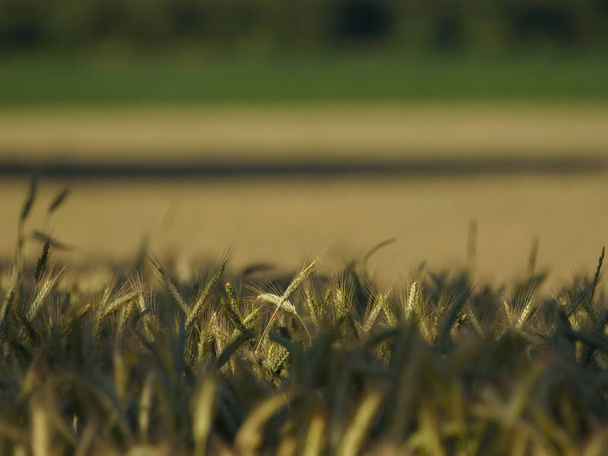 AGRICULTURA - Cereais nas terras agrícolas antes da colheita - Foto, Imagem
