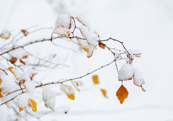 Under the snow - Foto, Bild