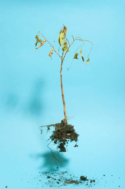 Planta muerta voladora sobre fondo azul. Imagen abstracta minimalista de una planta seca. - Foto, Imagen