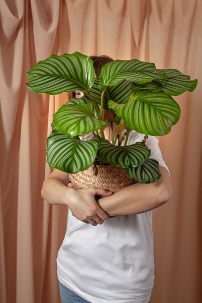Woman looks through the leaves of the Calathea orbifolia tropical plant on a fabric curtains background. - Foto, Bild