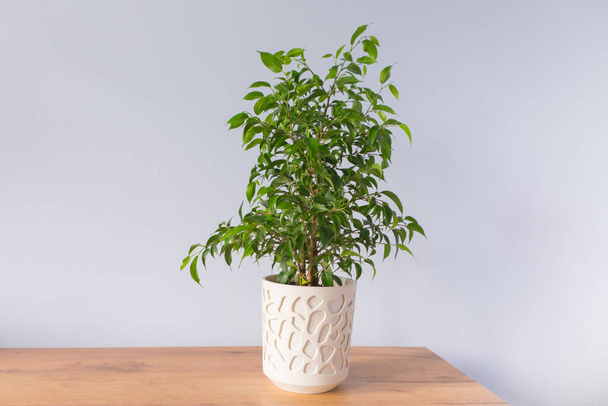 Молодое растение Фикус в белом горшке стоит на столе на сером фоне. - Фото, изображение