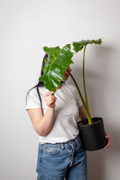 Florist woman holding a pot with Elephant ear plant or Japanese taro or Colocasia esculenta in plastic pot. - Φωτογραφία, εικόνα
