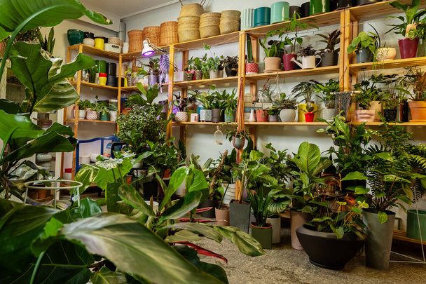 Eine Vielzahl exotischer Topfpflanzen im Pflanzenladen. - Foto, Bild