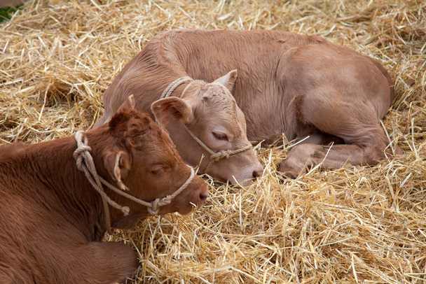 Two young calves in a stable lying on straw - Valokuva, kuva