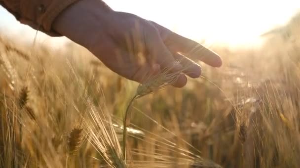 Hands of farmer touching wheat ear at sunset, expecting good harvest. agriculture concept closeup 4k. High quality 4k footage - Filmati, video