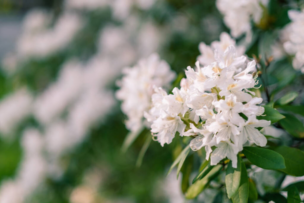 güzel beyaz rhododendron çiçekleri bahçede - Fotoğraf, Görsel