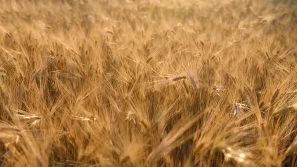 Vehnäpelto, vehnän korvat heiluvat lempeästä tuulesta. Kultaiset korvat heiluvat hitaasti tuulen lähikuvassa. Näkymä kypsytys vehnäpellolla kesäpäivänä. Maatalous. Laadukas 4k kuvamateriaalia - Materiaali, video