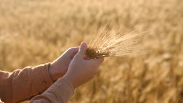 Close up of the Caucasian male hand of the farmer touching and caressing spikes of the golden wheat while he walking his field towards the sun shining. Golden wheat field. High quality 4k footage - Πλάνα, βίντεο