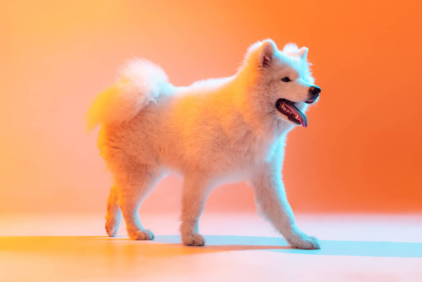 Beautiful fluffy white Samoyed dog walking isolated on orange color background in neon light. Concept of animal, pets, care, fashion, vet, health. Copyspace for ad - Foto, Bild