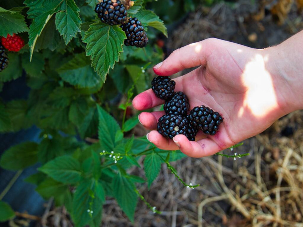 Handpicked blackberries are the best. These organic Kansas berries make a wonderful healthy snack. - Fotoğraf, Görsel