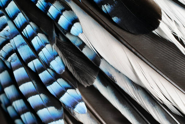 niebiesko-czarne pióra sójki. tło lub tekstura - Zdjęcie, obraz