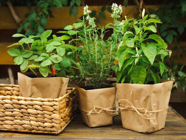 Potted fresh garden herbs.Rosemary, mint, pepper and strawberry in brown paper package.Spicy spice and herb seedling.Assorted fresh herbs in a pot.Home aromatic and culinary herbs.Copy space. - Fotografie, Obrázek