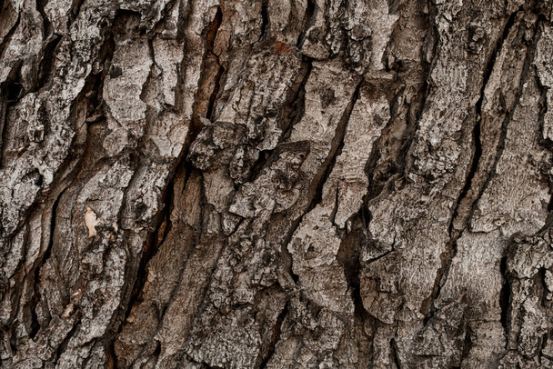 Close-up texture of brown pine tree bark. Abstract background texture and nature pattern. Wallpaper. Photo of wooden texture - Valokuva, kuva