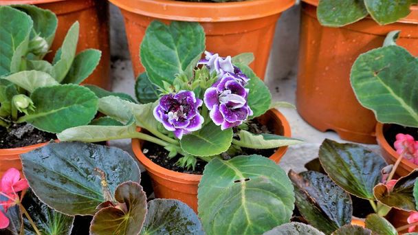 Closeup of beautiful flowers of Sinningia speciosa also known as Brazilian, Florist and Violet slipper gloxinia. Landscape and wallpaper background. - Photo, image