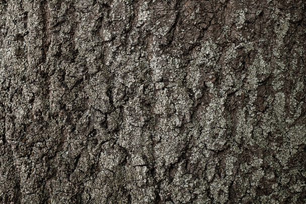 Beautiful pine tree bark. Abstract background texture and nature pattern. Wallpaper. Photo of wooden texture - Foto, imagen