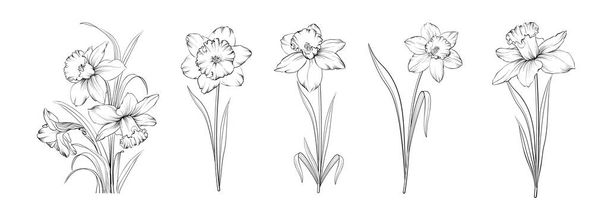 Set of differents daffodils on white background - Vector, imagen