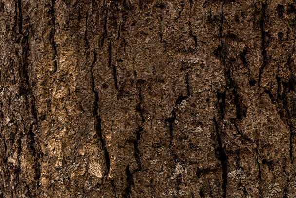 Close-up of beautiful pine tree bark texture. Abstract background texture and nature pattern. Wallpaper. Photo of wooden texture - Fotó, kép