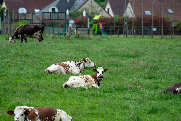 フランスのノルマンディーにある緑の牧草地、牛乳、チーズ、肉の生産に休んでいる牛の群れ - 写真・画像